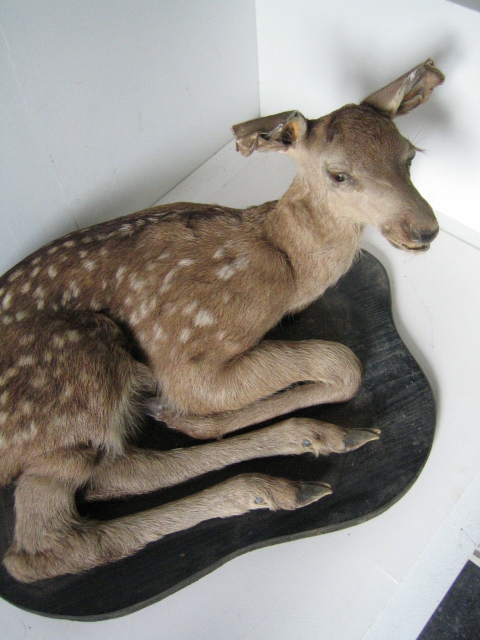 TAXIDERMY, Baby Deer Resting